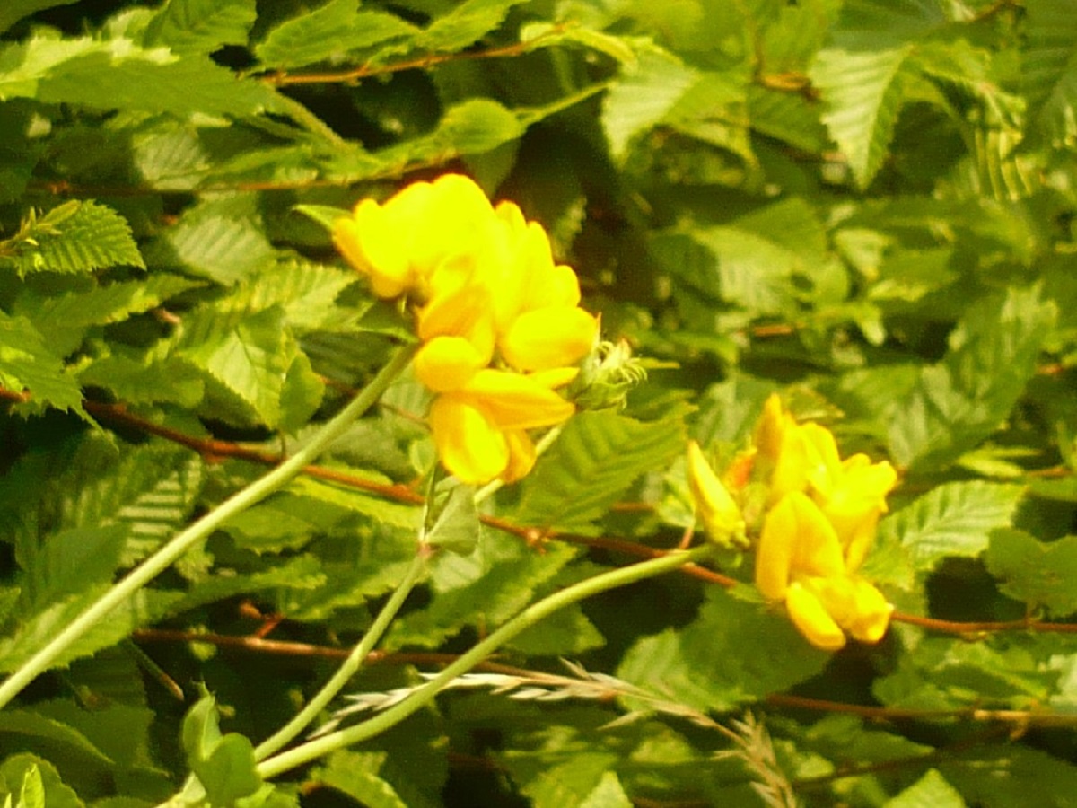 Lotus pedunculatus (Fabaceae)